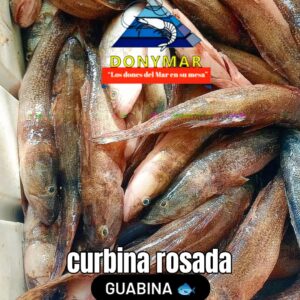 Corvina rosada