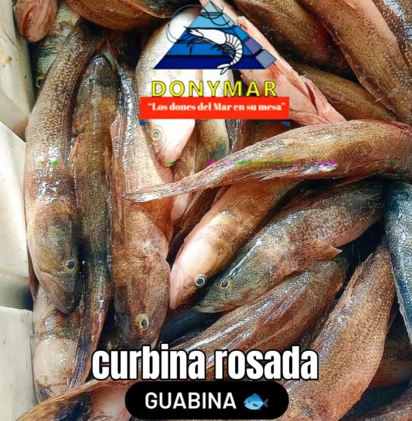 Corvina rosada