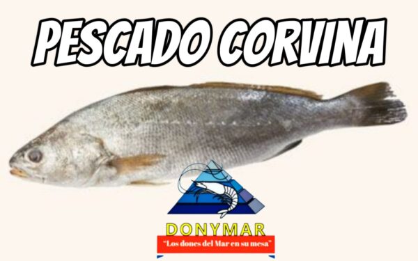 Curvina